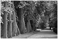 Forested alley, Fontainebleau Palace. France (black and white)