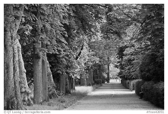 Chestnut trees, alley in English Garden, Palace of Fontainebleau. France