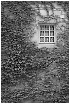 Ivy and window, Fontenay Abbey. Burgundy, France ( black and white)