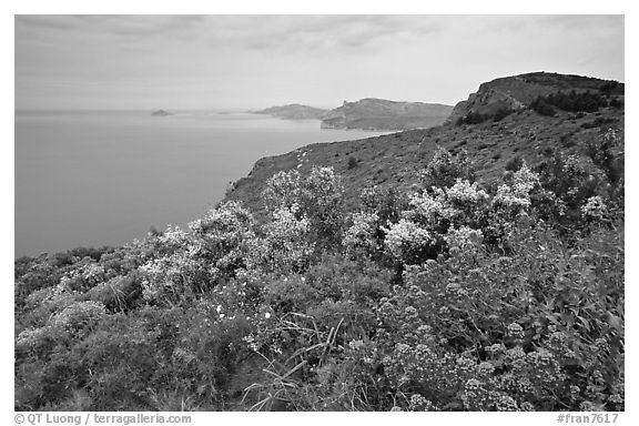Wildflowers and Mediterranean seen from Route des Cretes. Marseille, France (black and white)