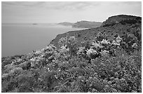 Wildflowers and Mediterranean seen from Route des Cretes. Marseille, France (black and white)