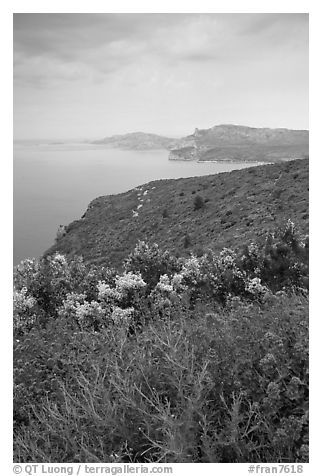 Wildflowers and Mediterranean seen from Route des Cretes. Marseille, France (black and white)