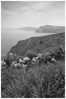 Wildflowers and Mediterranean seen from Route des Cretes. Marseille, France ( black and white)