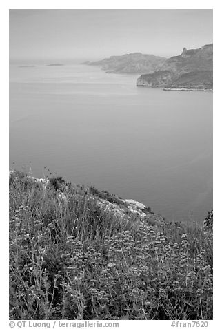 Wildflowers and cliffs dropping into the Mediterranean seen from Route des Cretes. Marseille, France