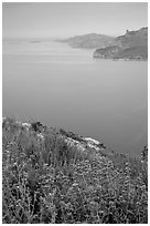 Wildflowers and cliffs dropping into the Mediterranean seen from Route des Cretes. Marseille, France (black and white)