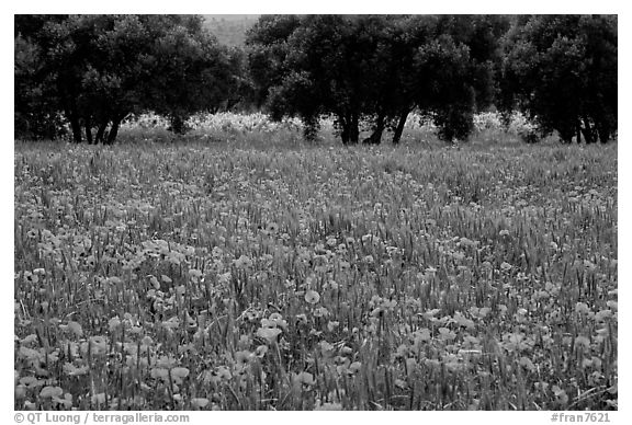 Red poppies and olive trees. Marseille, France