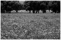 Red poppies and olive trees. Marseille, France (black and white)