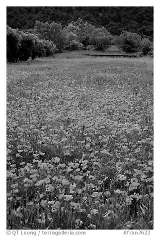 Red poppies and farm in the distance. Marseille, France