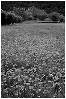 Red poppies and farm in the distance. Marseille, France ( black and white)