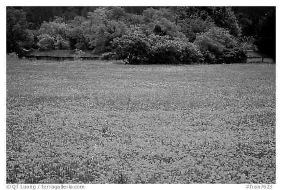 Red poppies and farm in the distance. Marseille, France (black and white)