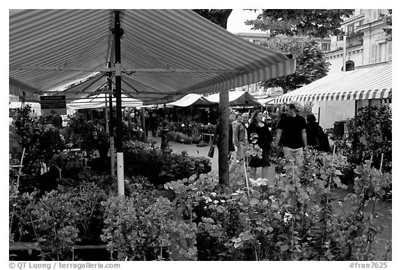 Flower Market, Nice. Maritime Alps, France