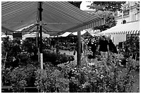 Flower Market, Nice. Maritime Alps, France (black and white)