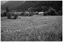Meadow with wildflowers and village near Lautaret Pass. France ( black and white)