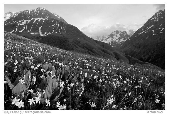 Wildflowers and Oisans range near Villar d'Arene, late afternoon. France (black and white)