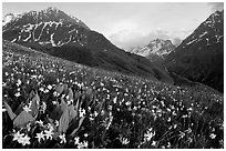 Wildflowers and Oisans range near Villar d'Arene, late afternoon. France (black and white)