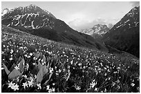 Wildflowers and Oisans range near Villar d'Arene, late afternoon. France ( black and white)