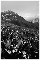 Wildflowers and Oisans range near Villar d'Arene, late afternoon. France ( black and white)