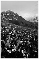 Wildflowers and Oisans range near Villar d'Arene, late afternoon. France (black and white)