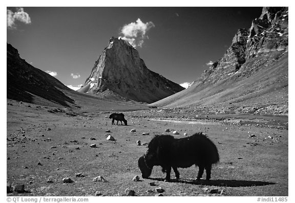 Yaks and Gumburanjan monolith, Zanskar, Jammu and Kashmir. India (black and white)