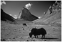 Yaks and Gumburanjan monolith, Zanskar, Jammu and Kashmir. India (black and white)