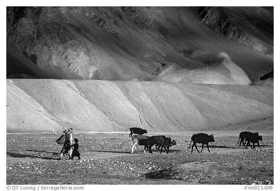 Family herding cattle in arid mountains, Zanskar, Jammu and Kashmir. India (black and white)