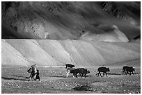 Family herding cattle in arid mountains, Zanskar, Jammu and Kashmir. India (black and white)