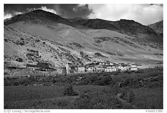 Field of barley grasses, village, and hills, Zanskar, Jammu and Kashmir. India