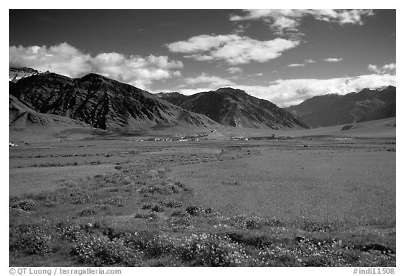 Wildflowers and cultivated fields in the Padum plain, Zanskar, Jammu and Kashmir. India (black and white)