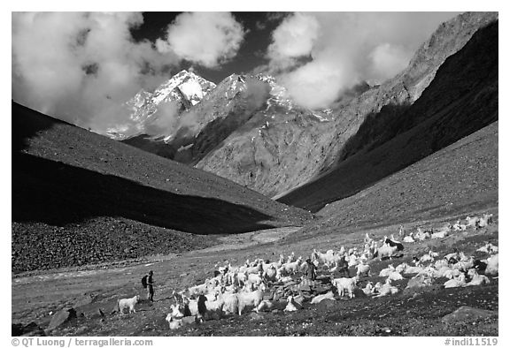Trekker and sheep herd, Zanskar, Jammu and Kashmir. India