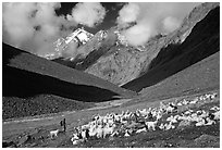 Trekker and sheep herd, Zanskar, Jammu and Kashmir. India (black and white)