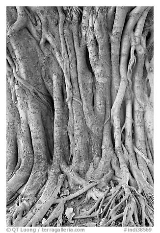 Banyan tree trunk detail. New Delhi, India