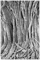 Banyan tree trunk detail. New Delhi, India (black and white)