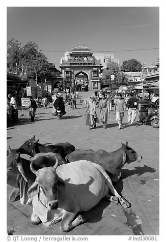 Sacred cows lying in Sardar Market. Jodhpur, Rajasthan, India (black and white)