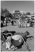 Sacred cows lying in Sardar Market. Jodhpur, Rajasthan, India (black and white)