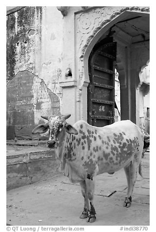 Cow and blue-washed archway. Jodhpur, Rajasthan, India (black and white)