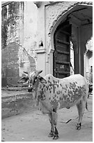 Cow and blue-washed archway. Jodhpur, Rajasthan, India ( black and white)