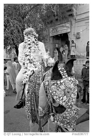 Flower-covered groom riding on horse. Jodhpur, Rajasthan, India (black and white)
