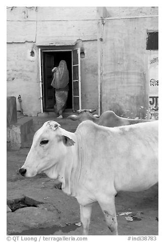 Cow and house with blue-washed walls. Jodhpur, Rajasthan, India