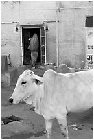 Cow and house with blue-washed walls. Jodhpur, Rajasthan, India (black and white)