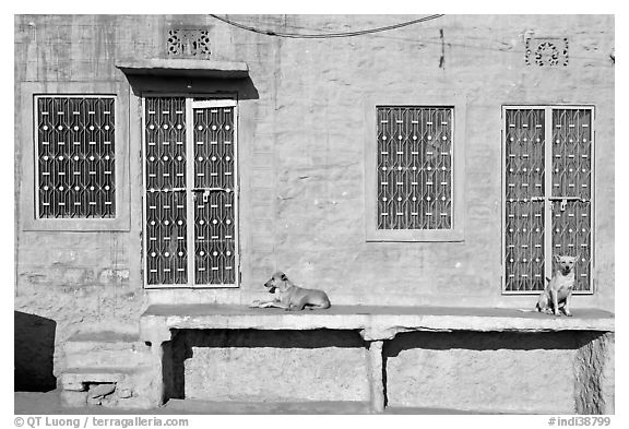 Dogs and sunlit blue house. Jodhpur, Rajasthan, India (black and white)