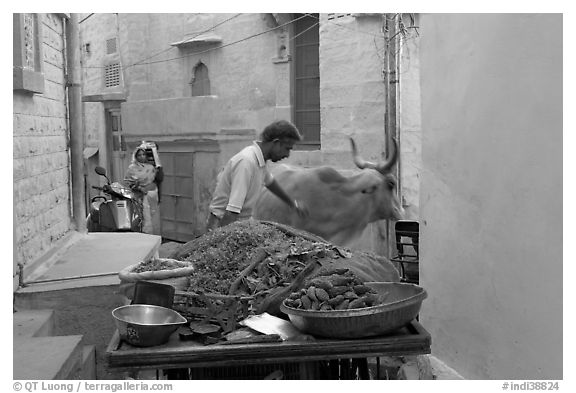 Man pushes away a cown in a narrow street. Jodhpur, Rajasthan, India