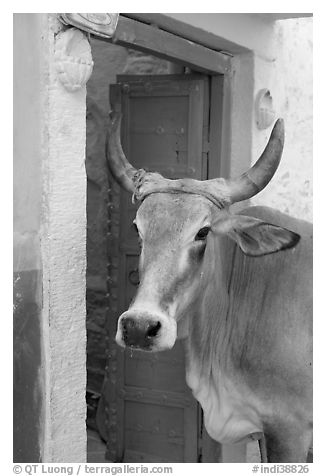 Cow and doorway. Jodhpur, Rajasthan, India