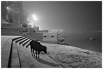 Sacred cow on the banks of Ganges River at night. Varanasi, Uttar Pradesh, India ( black and white)
