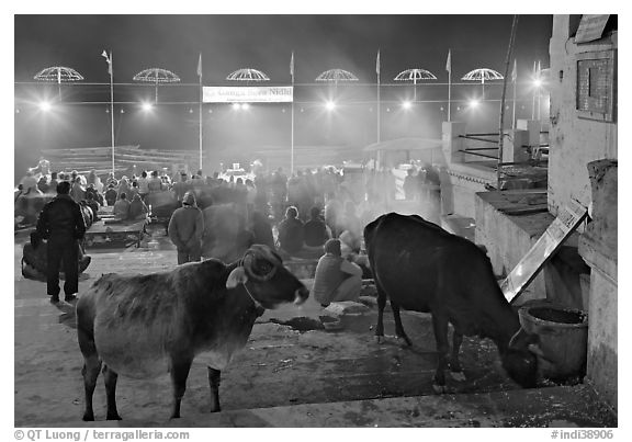 Sacred cows and ceremony at Dasaswamedh Ghat. Varanasi, Uttar Pradesh, India (black and white)