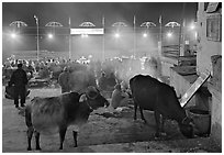 Sacred cows and ceremony at Dasaswamedh Ghat. Varanasi, Uttar Pradesh, India ( black and white)