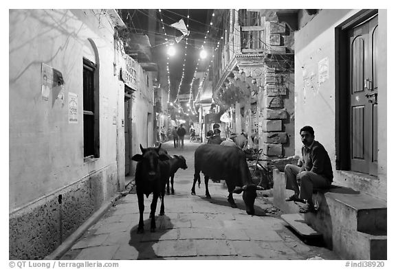 Cows in narrow old city street at night. Varanasi, Uttar Pradesh, India (black and white)