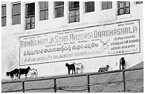 Sheep below a sign in English and Hindi. Varanasi, Uttar Pradesh, India ( black and white)