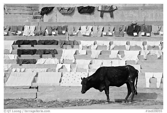 Cow and laundry. Varanasi, Uttar Pradesh, India (black and white)
