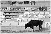 Cow and laundry. Varanasi, Uttar Pradesh, India (black and white)