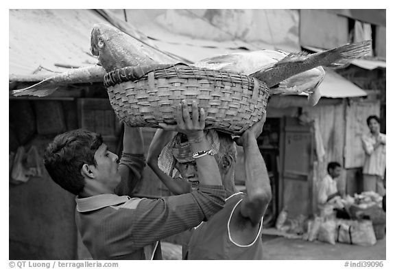Men unloading basket with huge fish from head, Colaba Market. Mumbai, Maharashtra, India